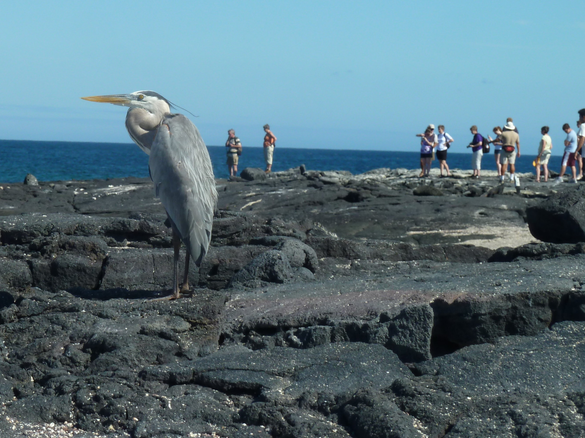 Great Blue Heron