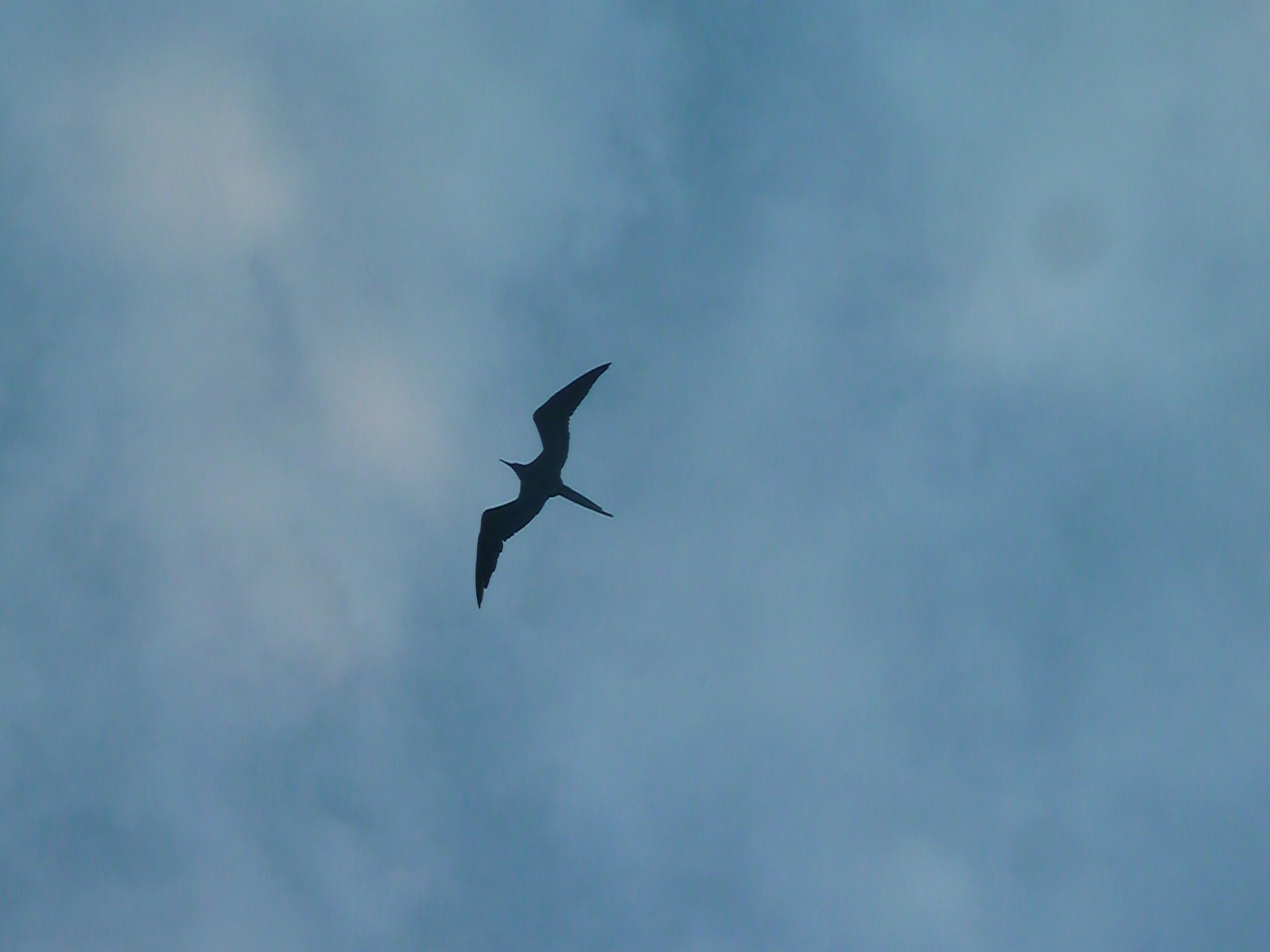 Frigatebird