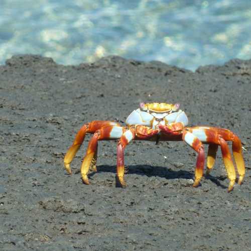 True Crabs