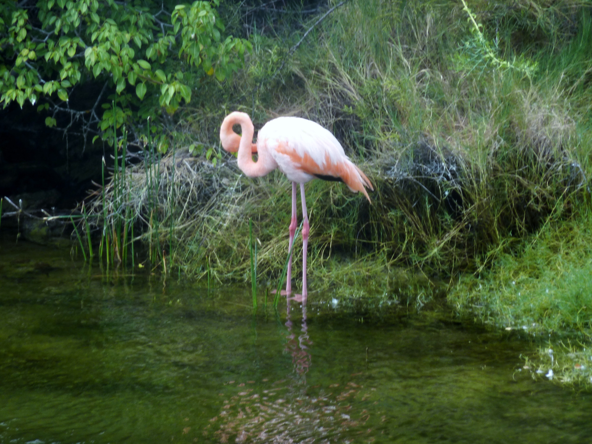 Greater flamingo<br/>
Birds