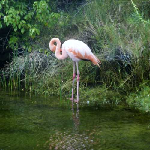 Greater flamingo<br/>
Birds