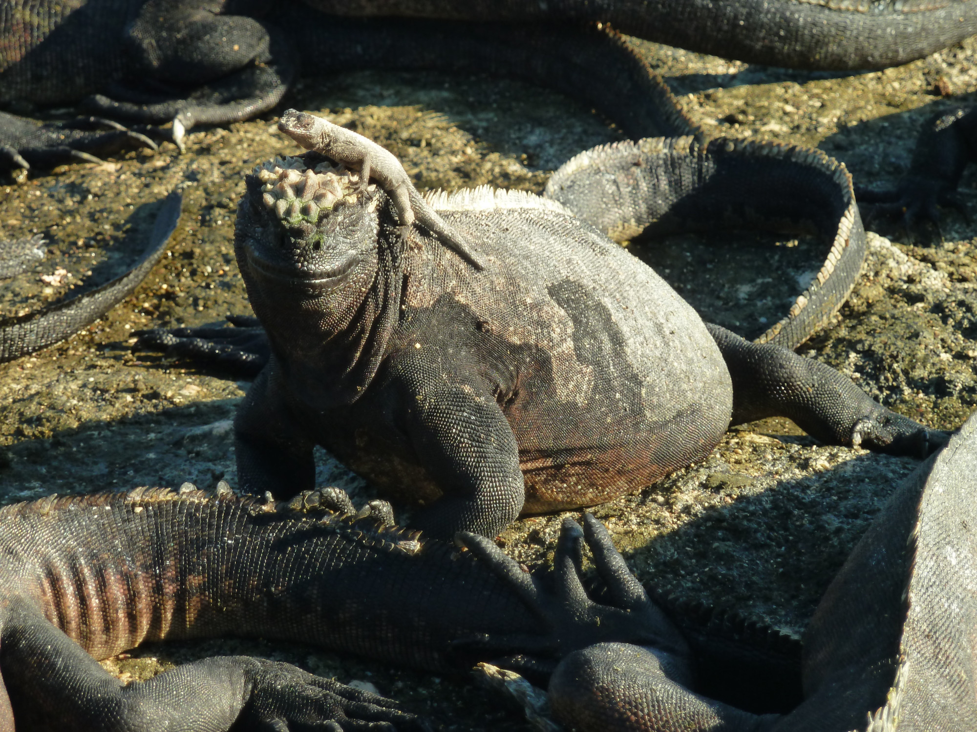 Marine Iguana