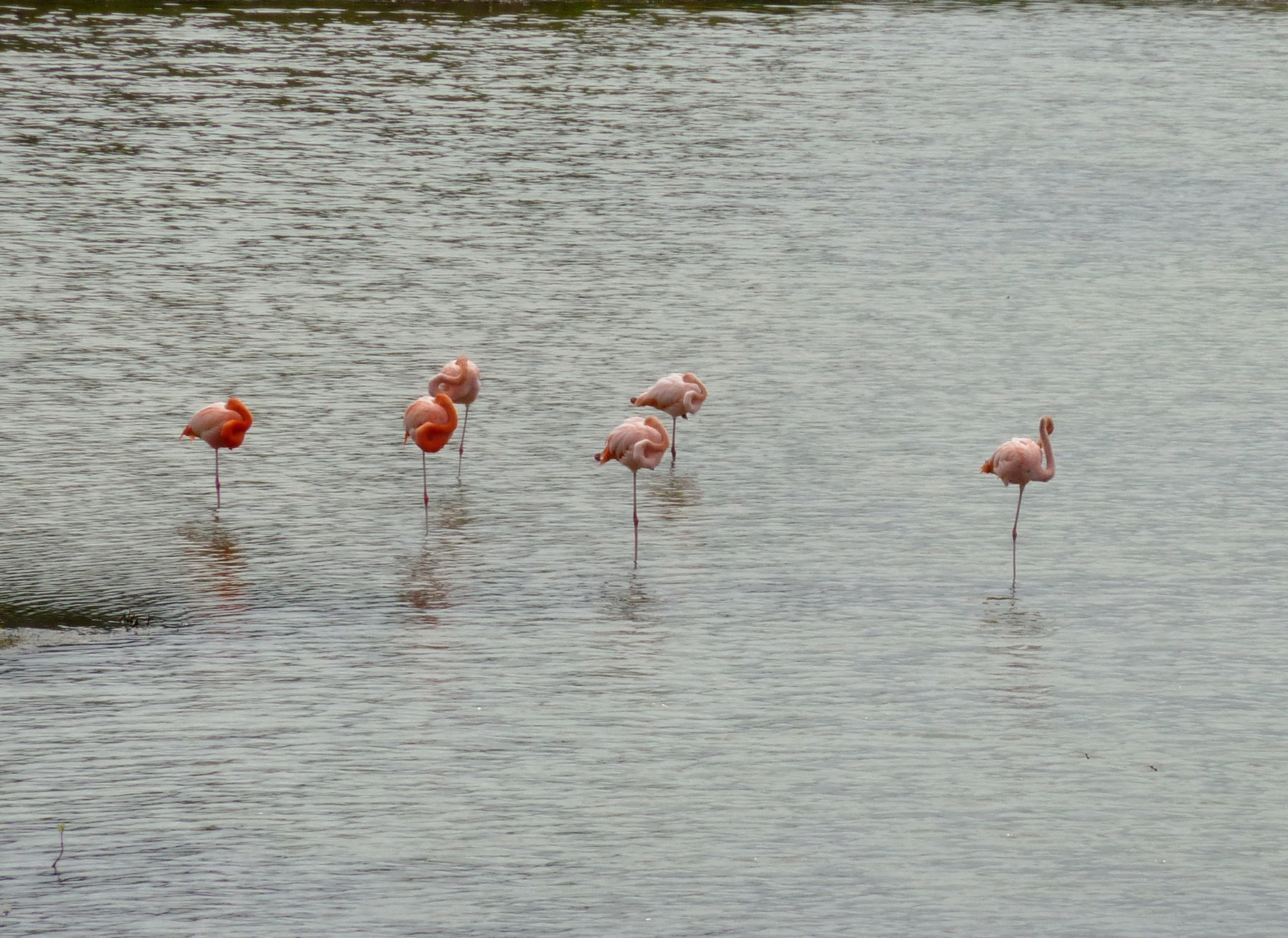 Flamingos