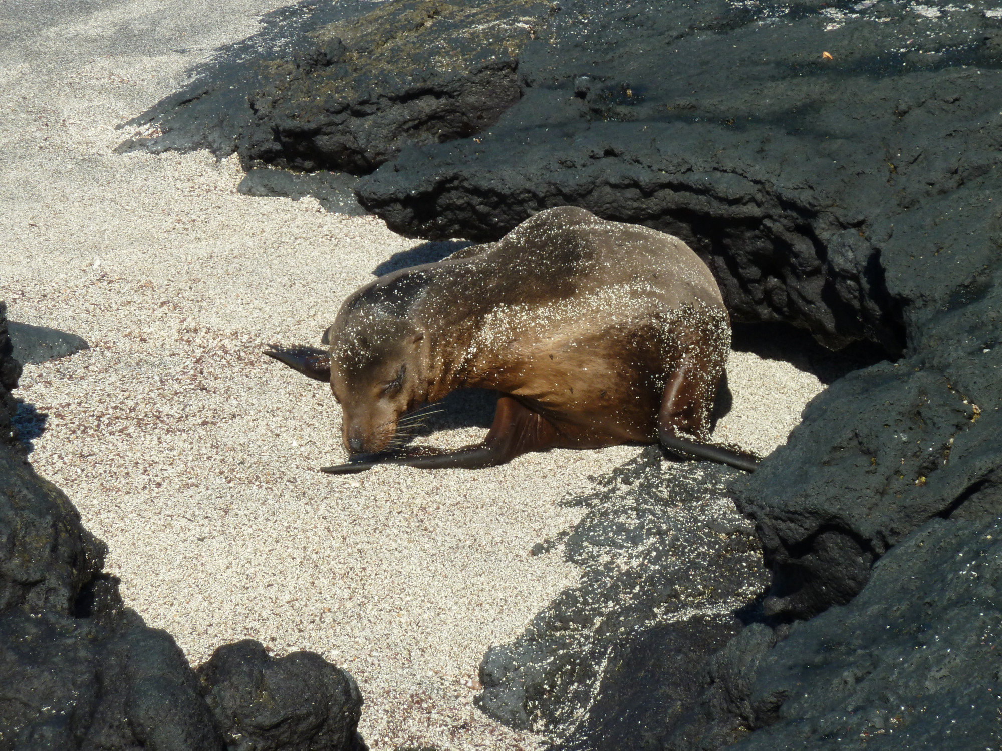 Galápagos sea lion<br/>
