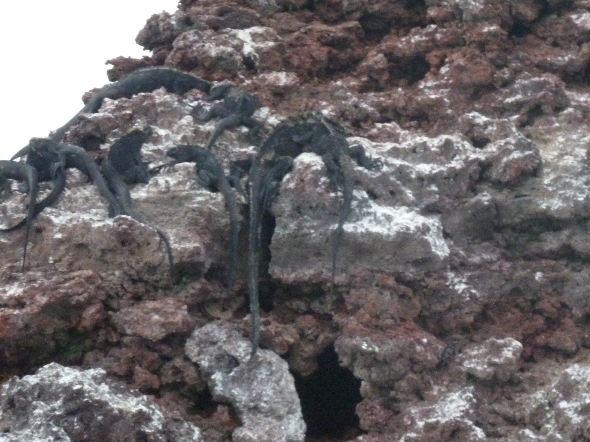 Black Marine Iguanas