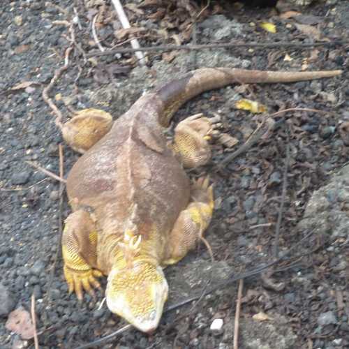 Galapagos land iguana<br/>
Reptiles