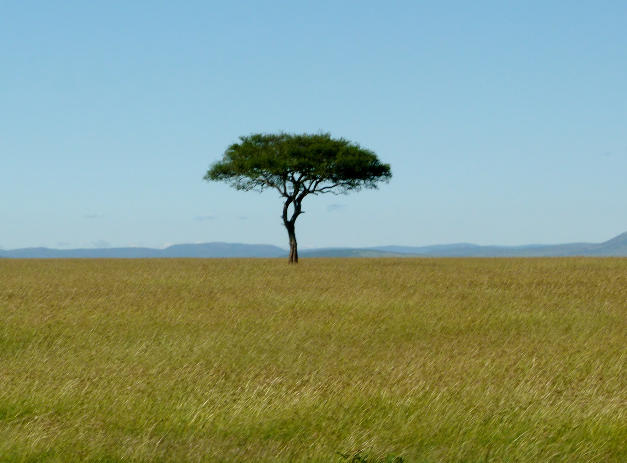 Масаи-Мара, Кения