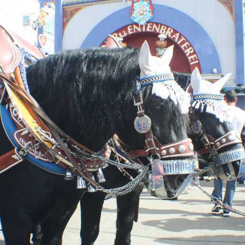 Ocktoberfest, Германия