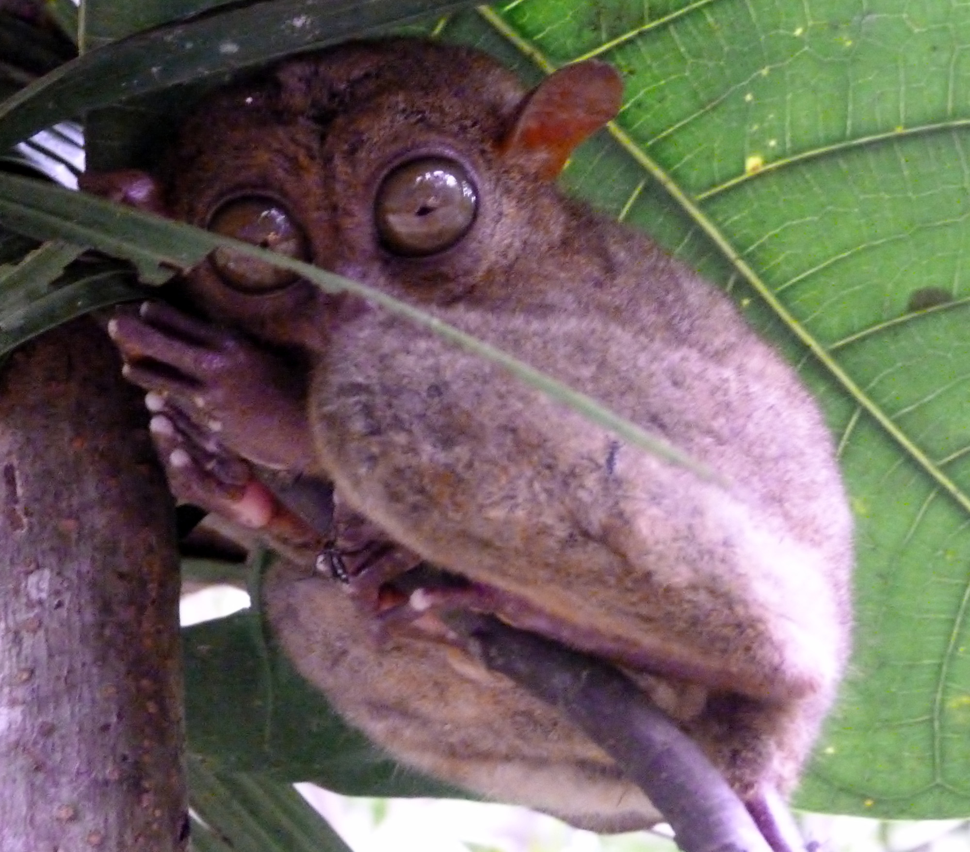 Philippine Tarsier Sanctuary, Филиппины