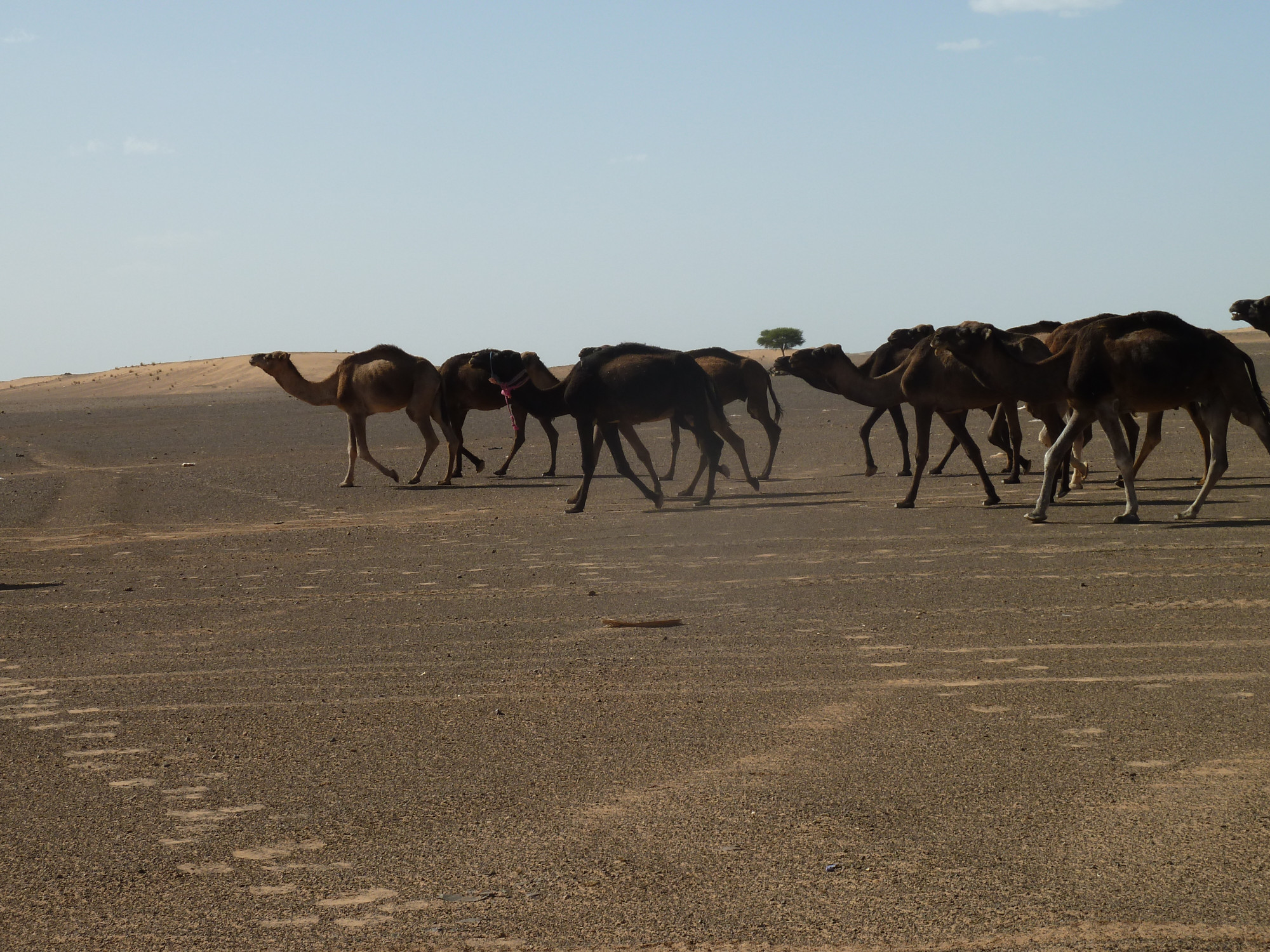 Erg Chebbi, Morocco