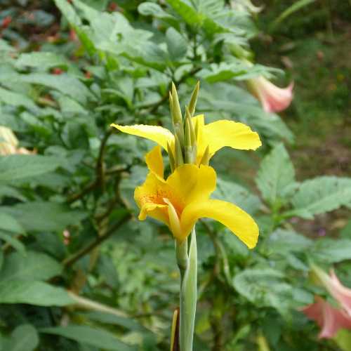 Canna 'Yellow King Humbert' Flower