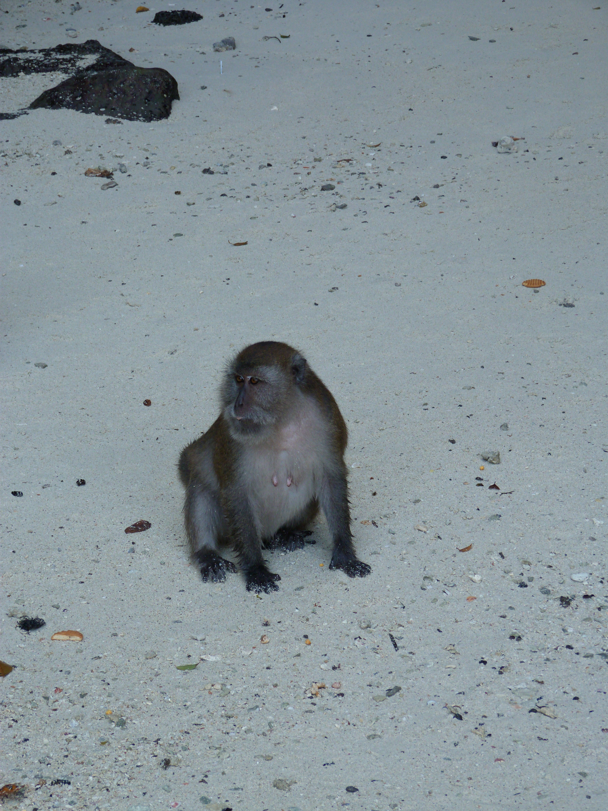 Phi-Phi Islands, Thailand