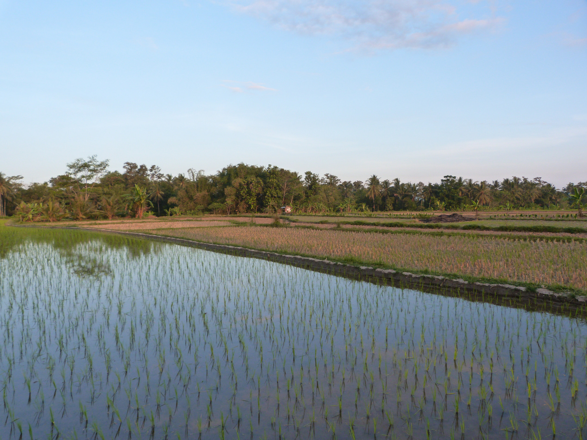 Rice Fields on the outskirts