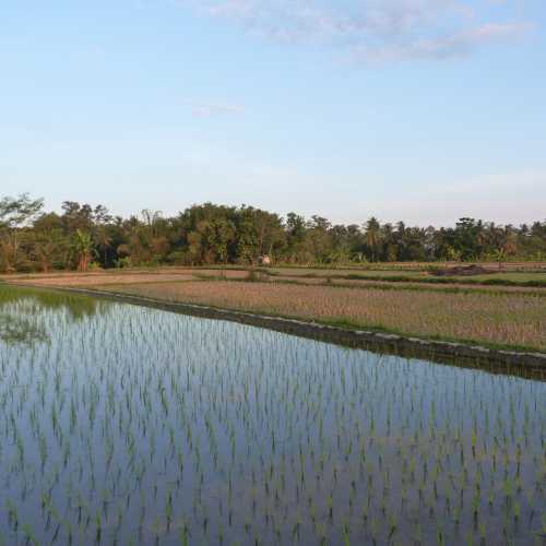 Rice Fields on the outskirts