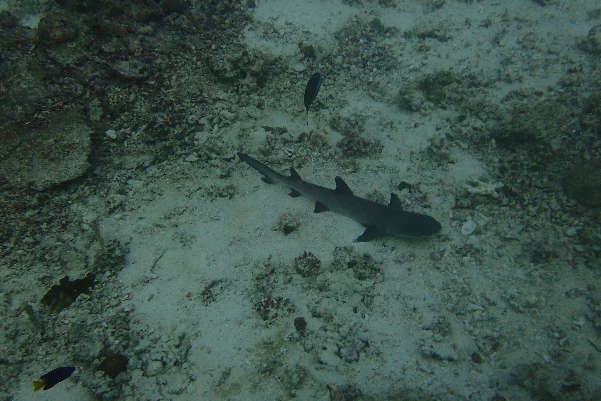 Maayaa Tila, Maldives