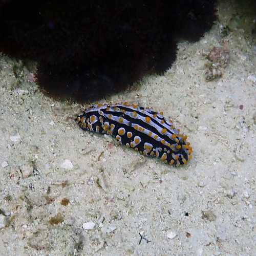 Fish Head (Mushimasmingili Thila), Maldives