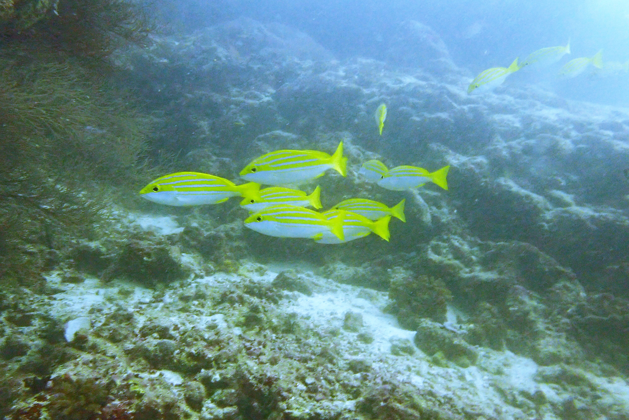 Blue Stripped Snappers