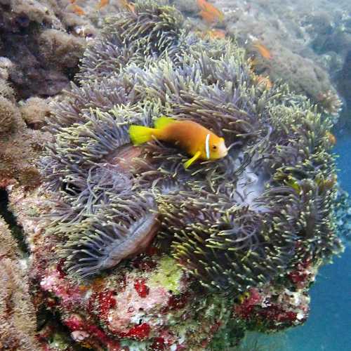 Fish Head (Mushimasmingili Thila), Мальдивские о-ва