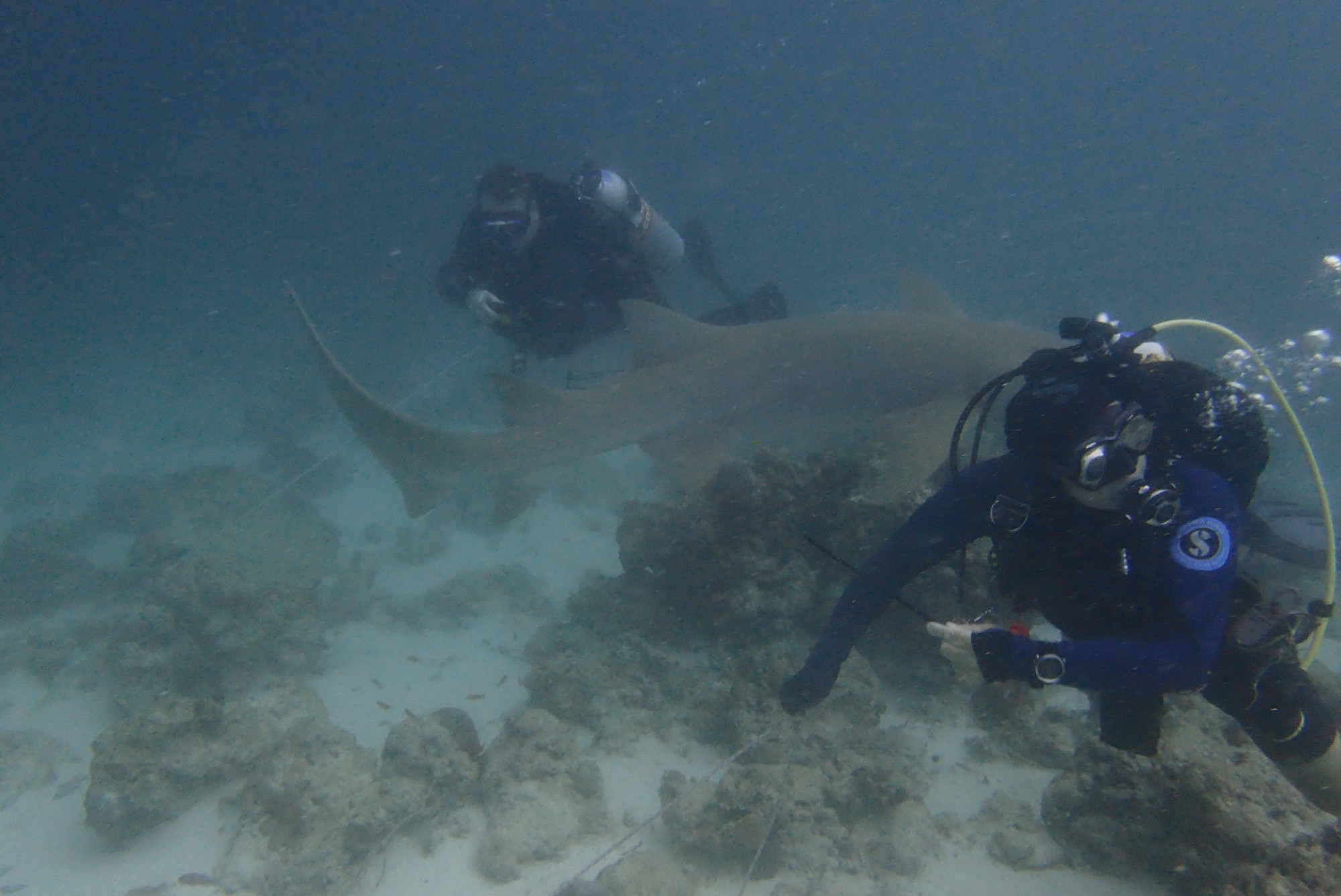 Nurse Shark