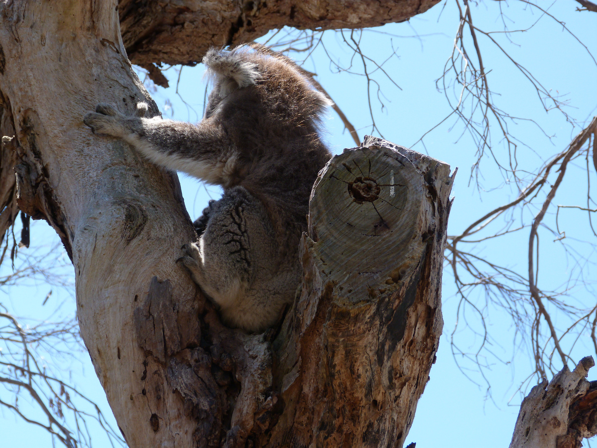 Koala wilslife park