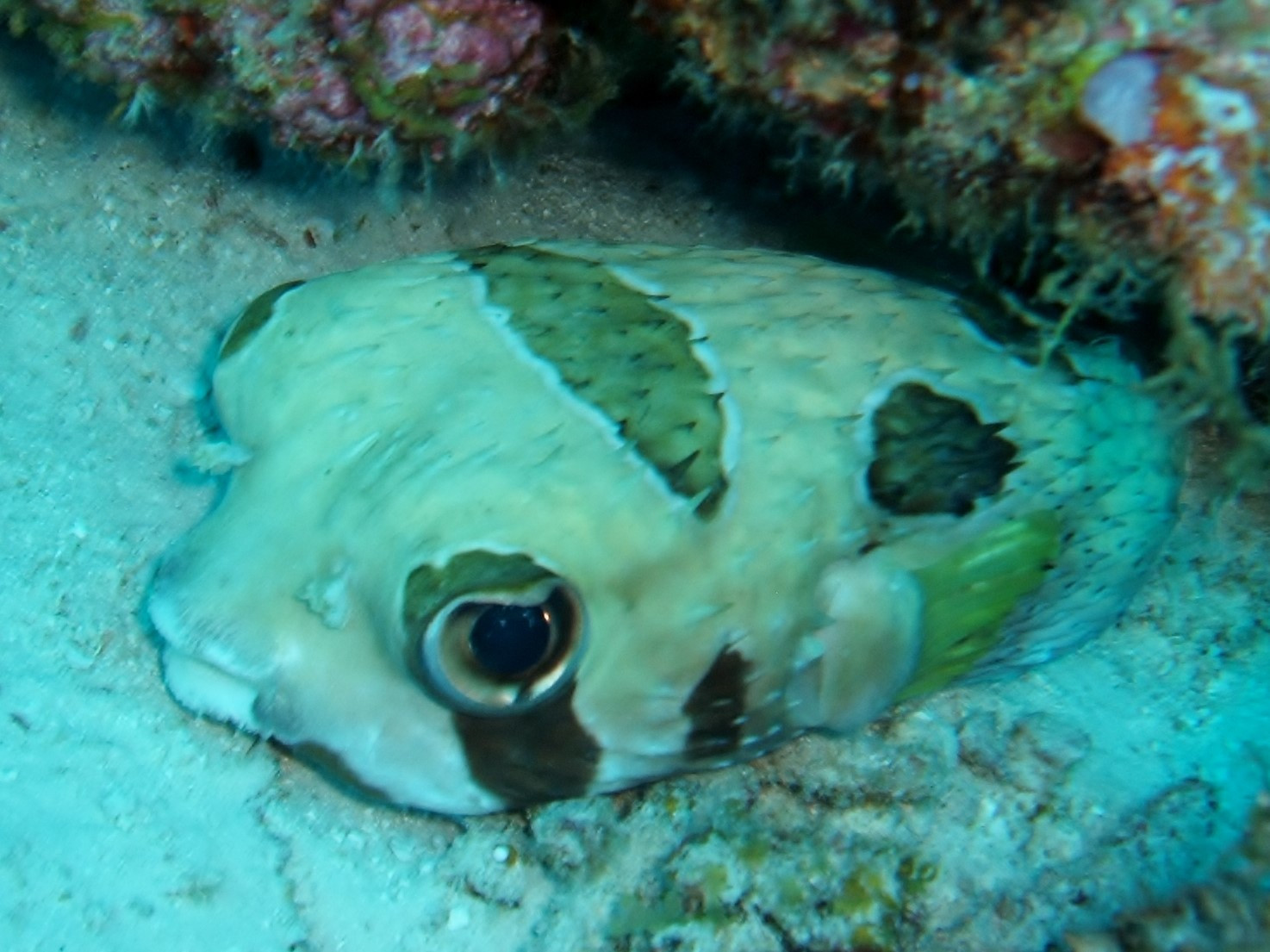 Black-blotched Porcupine Fish