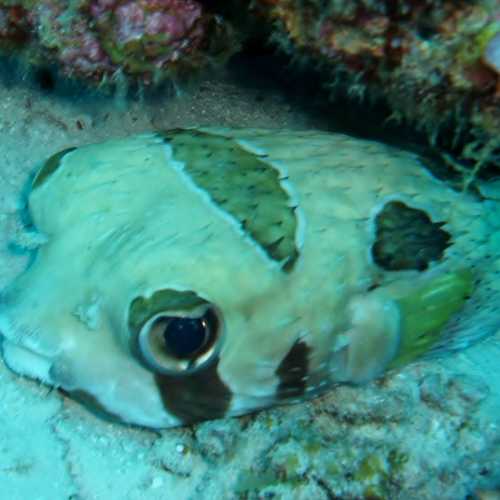 Black-blotched Porcupine Fish