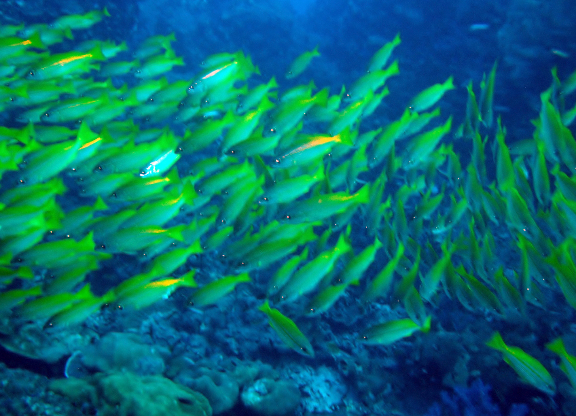 Koh Bon Similan Islands, Thailand