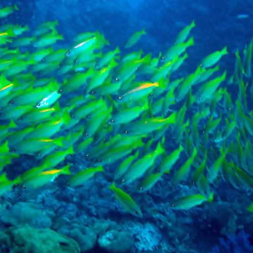 Koh Bon Similan Islands, Thailand