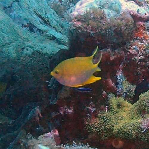 Tubbataha Reef, Филиппины