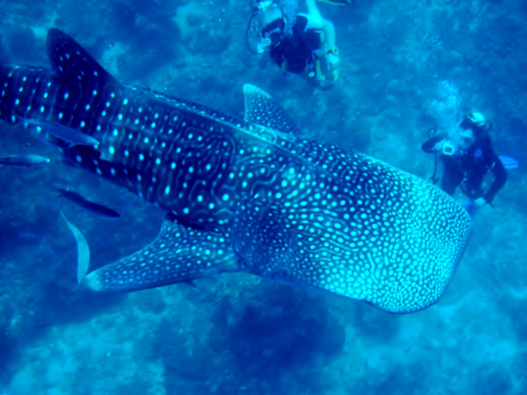 Koh Bon Similan Islands, Thailand