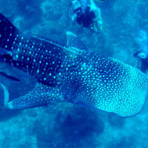 Koh Bon Similan Islands, Thailand