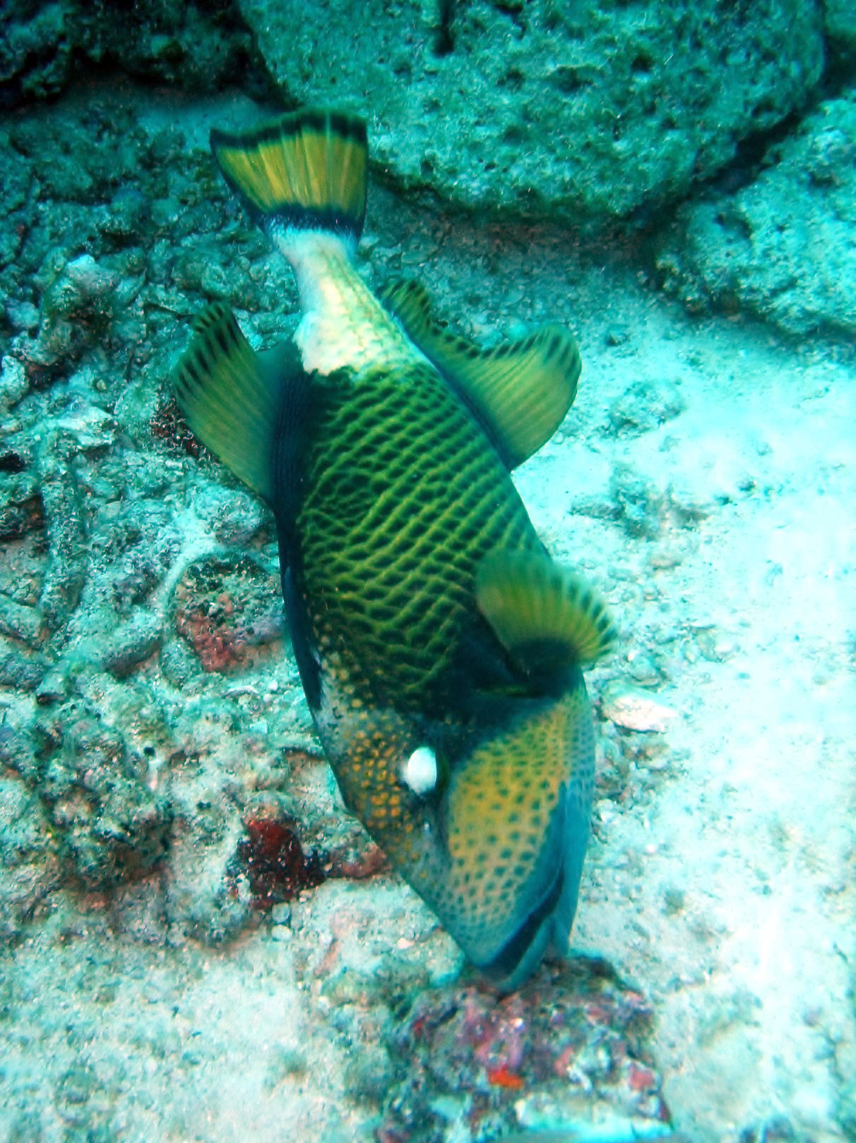 Breakfast Bend Dive Site Similan Islands, Таиланд