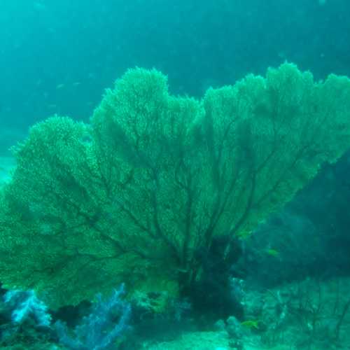 North Point Dive Site Similan Islands, Thailand