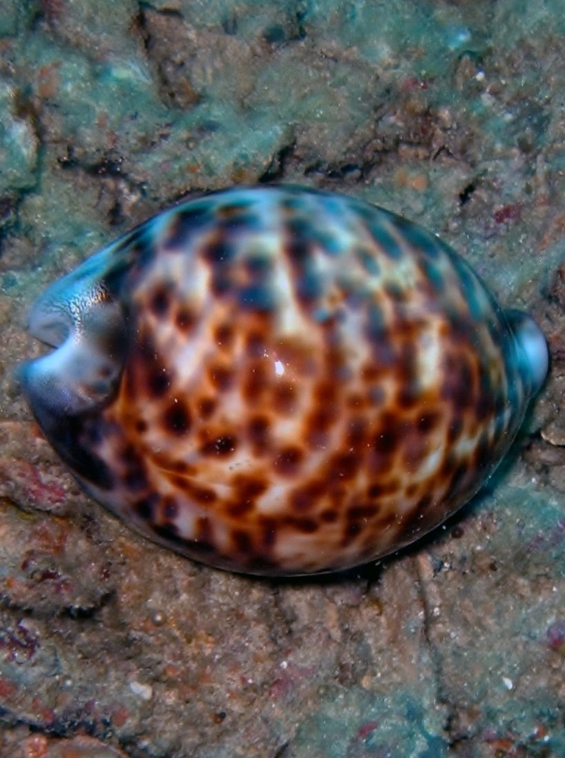 North Point Dive Site Similan Islands, Thailand