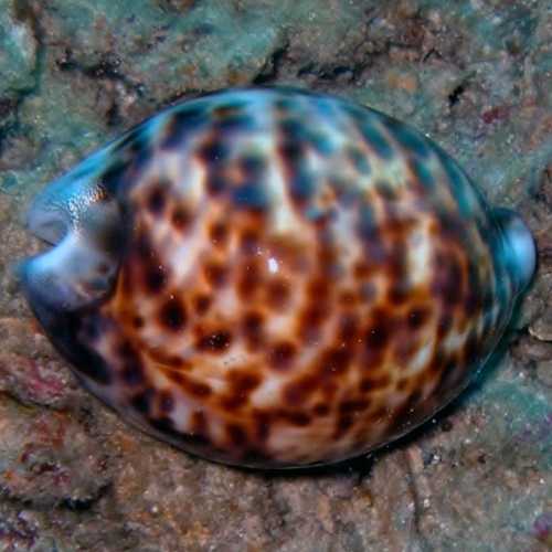 North Point Dive Site Similan Islands, Thailand