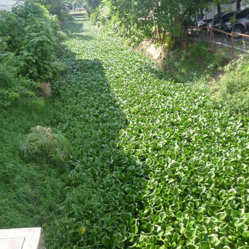 Overgrown Klong