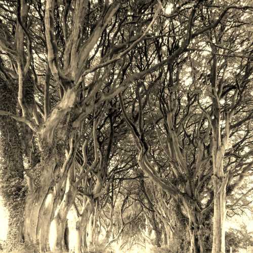 Dark hedges., Великобритания