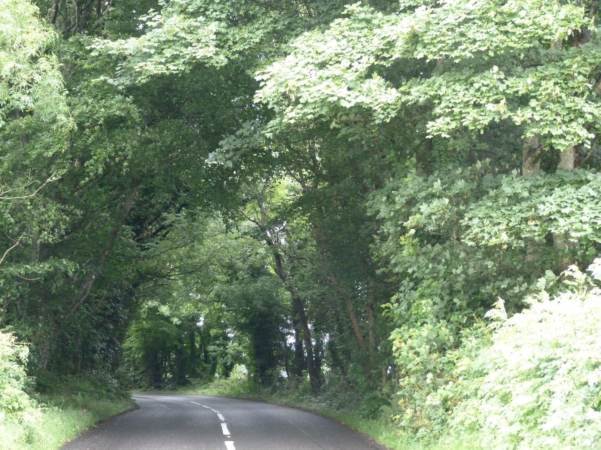 Dark hedges., Великобритания