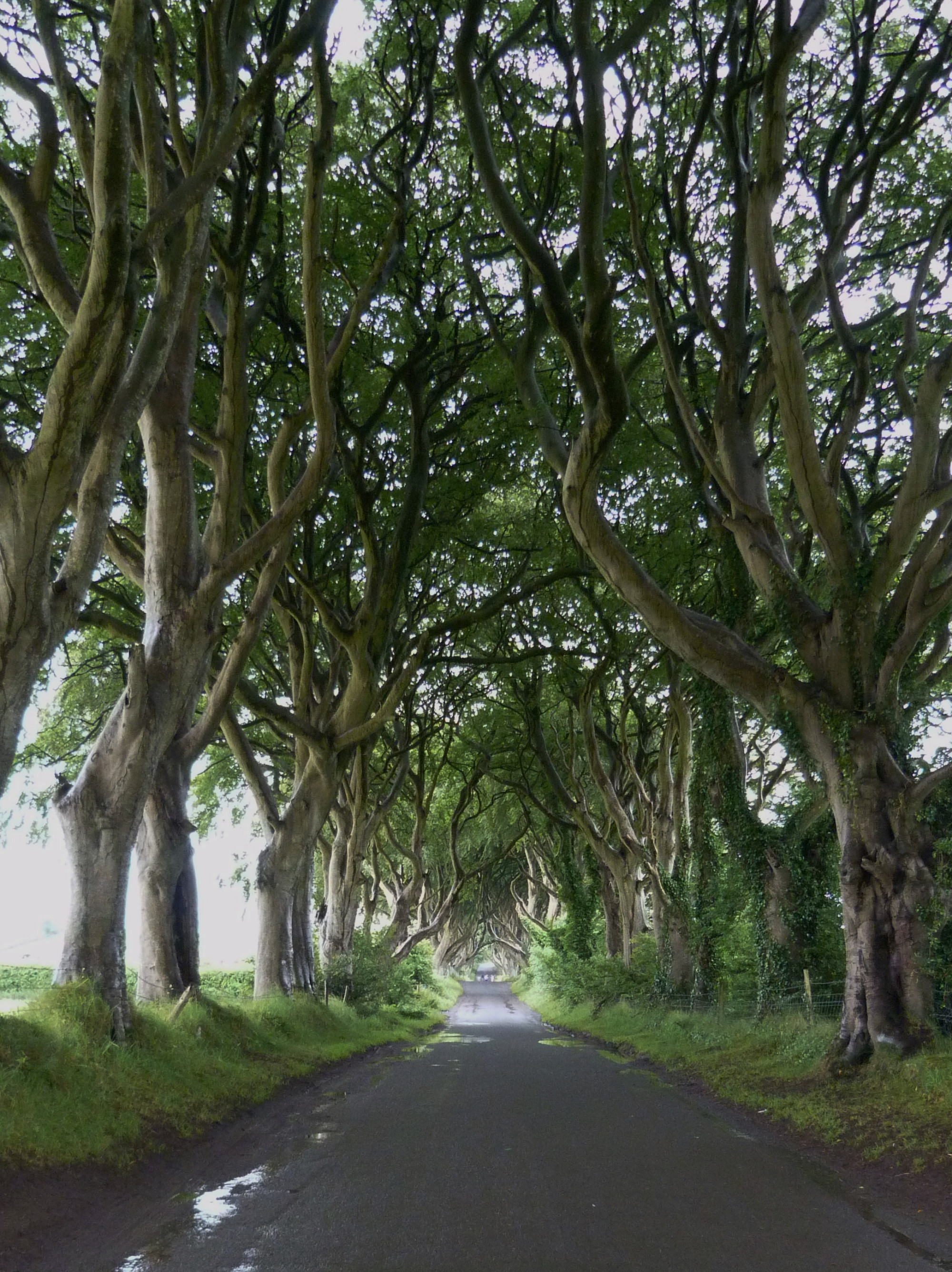 Dark hedges., United Kingdom