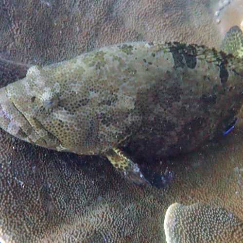 Brown Marbled Grouper