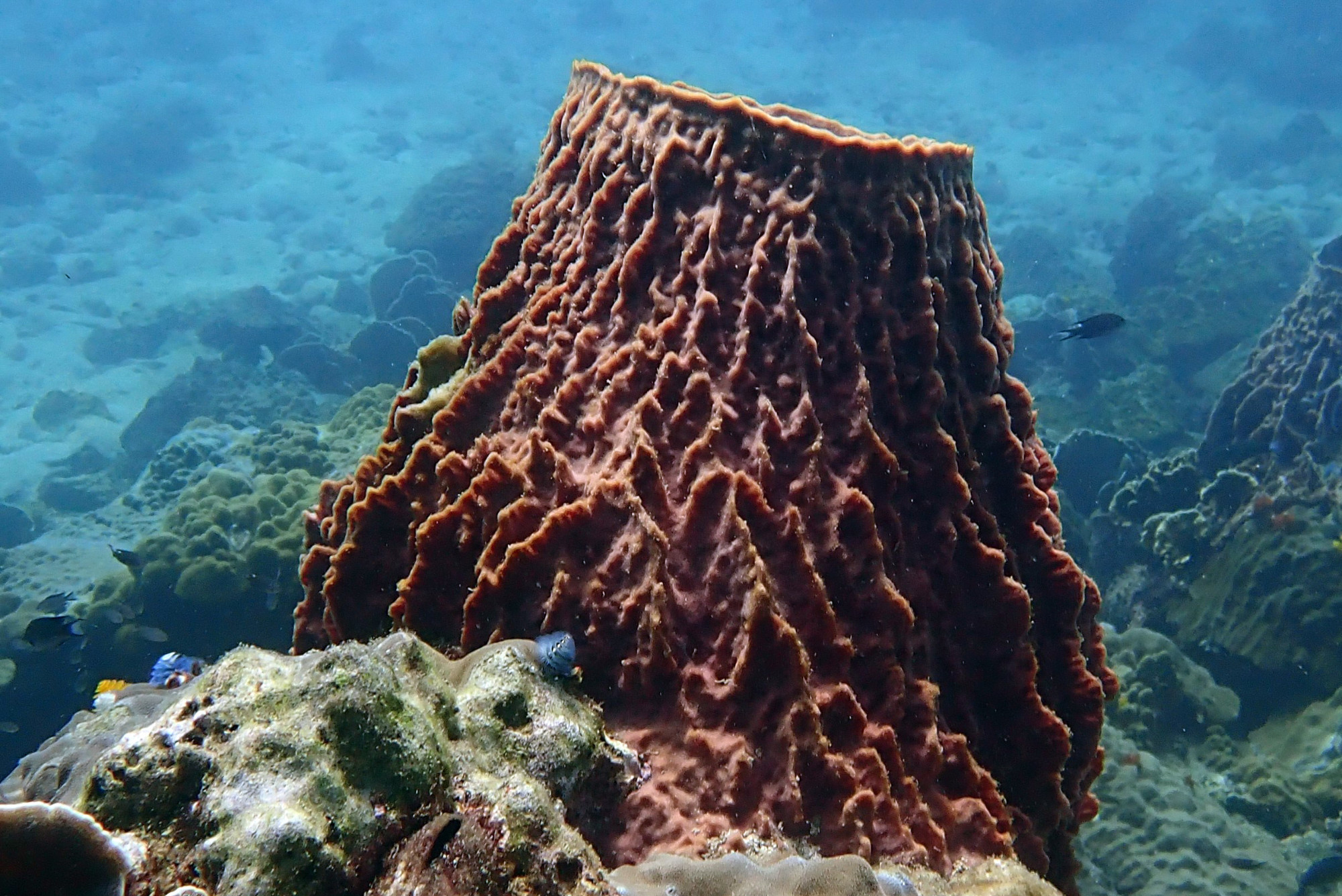 Ko Rang Pinnicle Dive Site, Таиланд