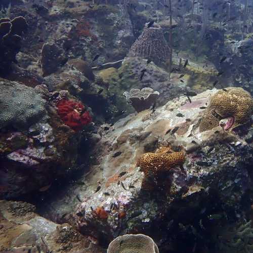 Ko Rang Pinnicle Dive Site, Таиланд