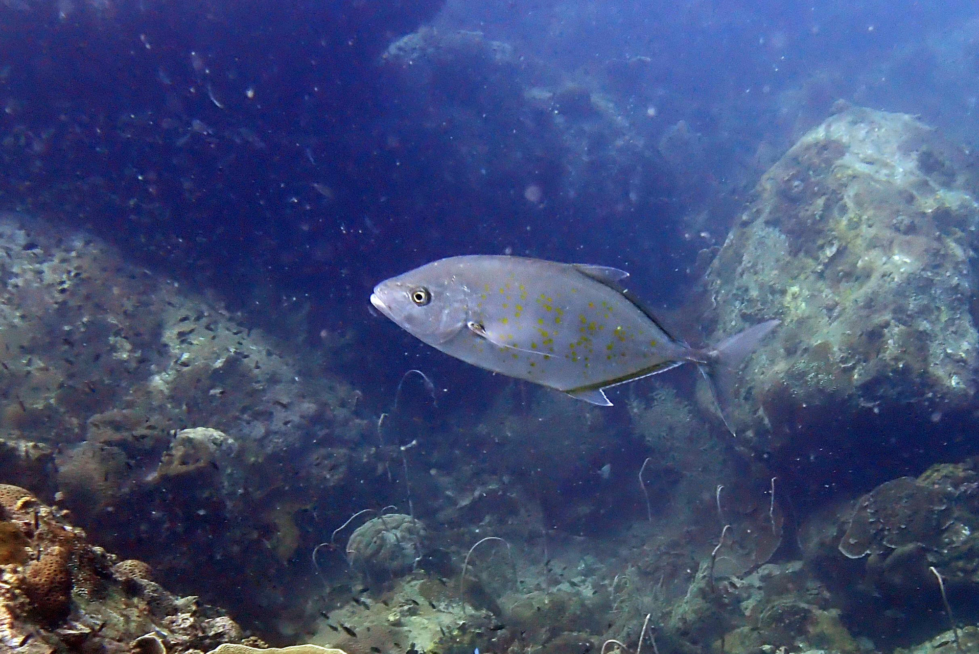 Ko Rang Pinnicle Dive Site, Таиланд