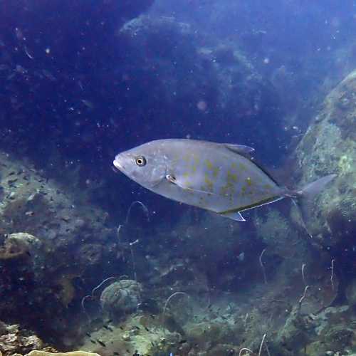 Ko Rang Pinnicle Dive Site, Thailand