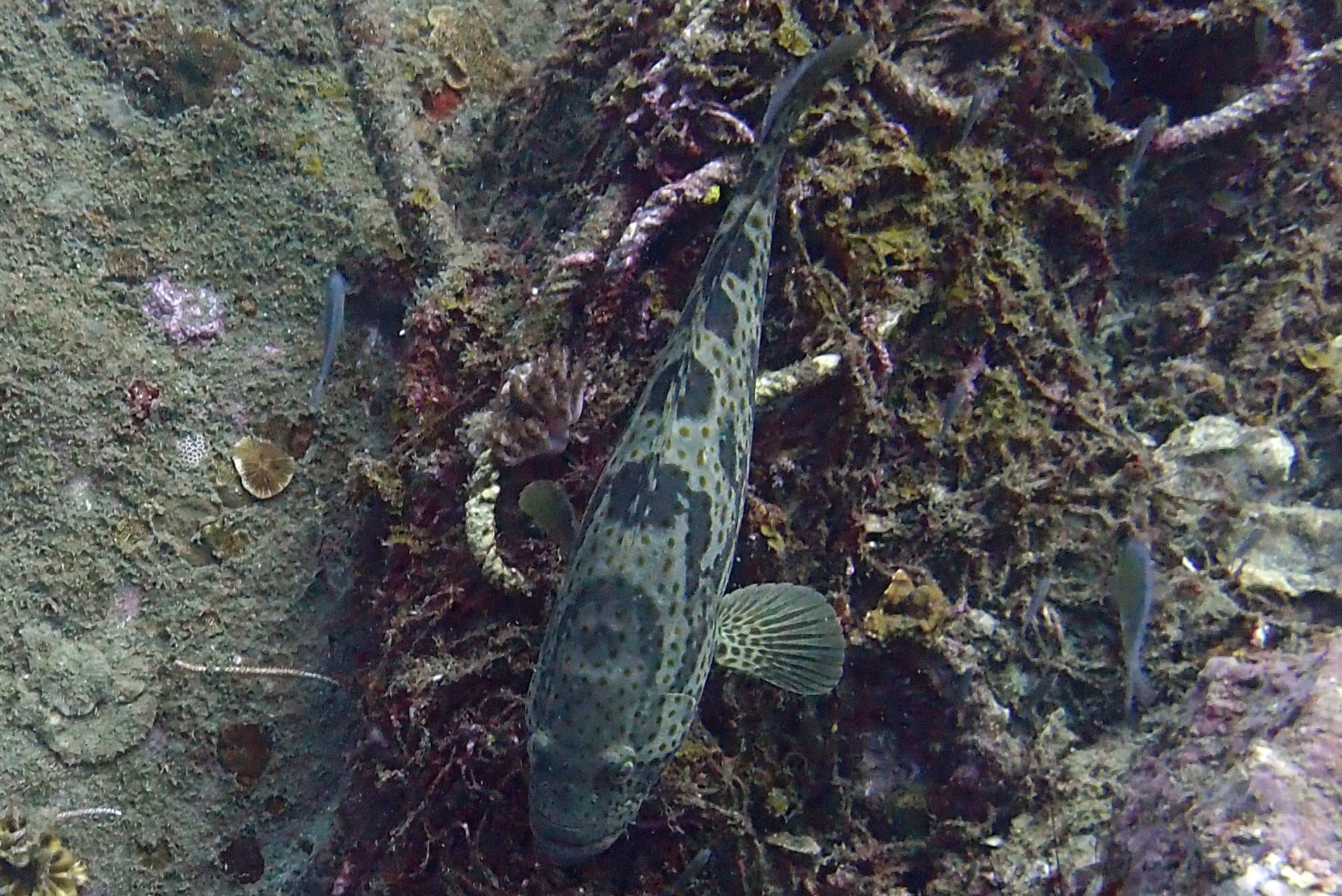 Ko Rang Pinnicle Dive Site, Thailand