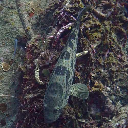 Ko Rang Pinnicle Dive Site, Thailand