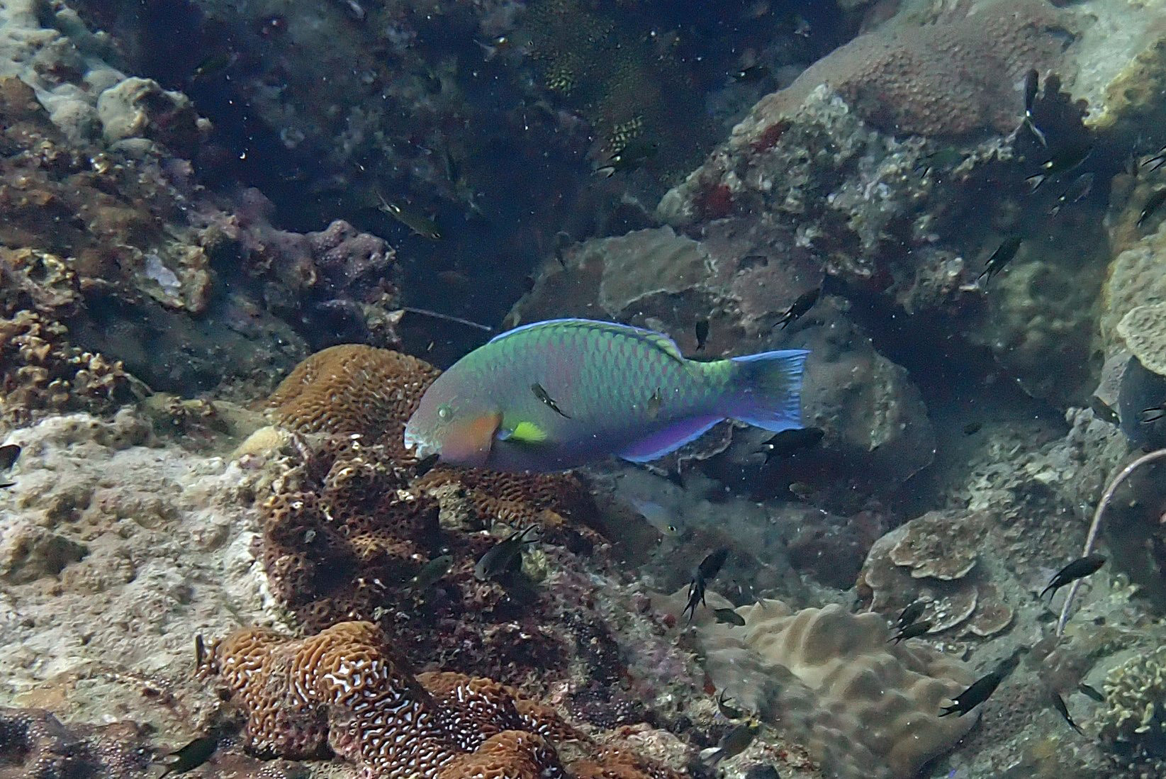 Ko Rang Pinnicle Dive Site, Thailand