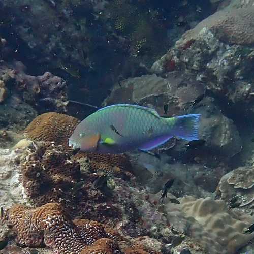 Ko Rang Pinnicle Dive Site, Thailand