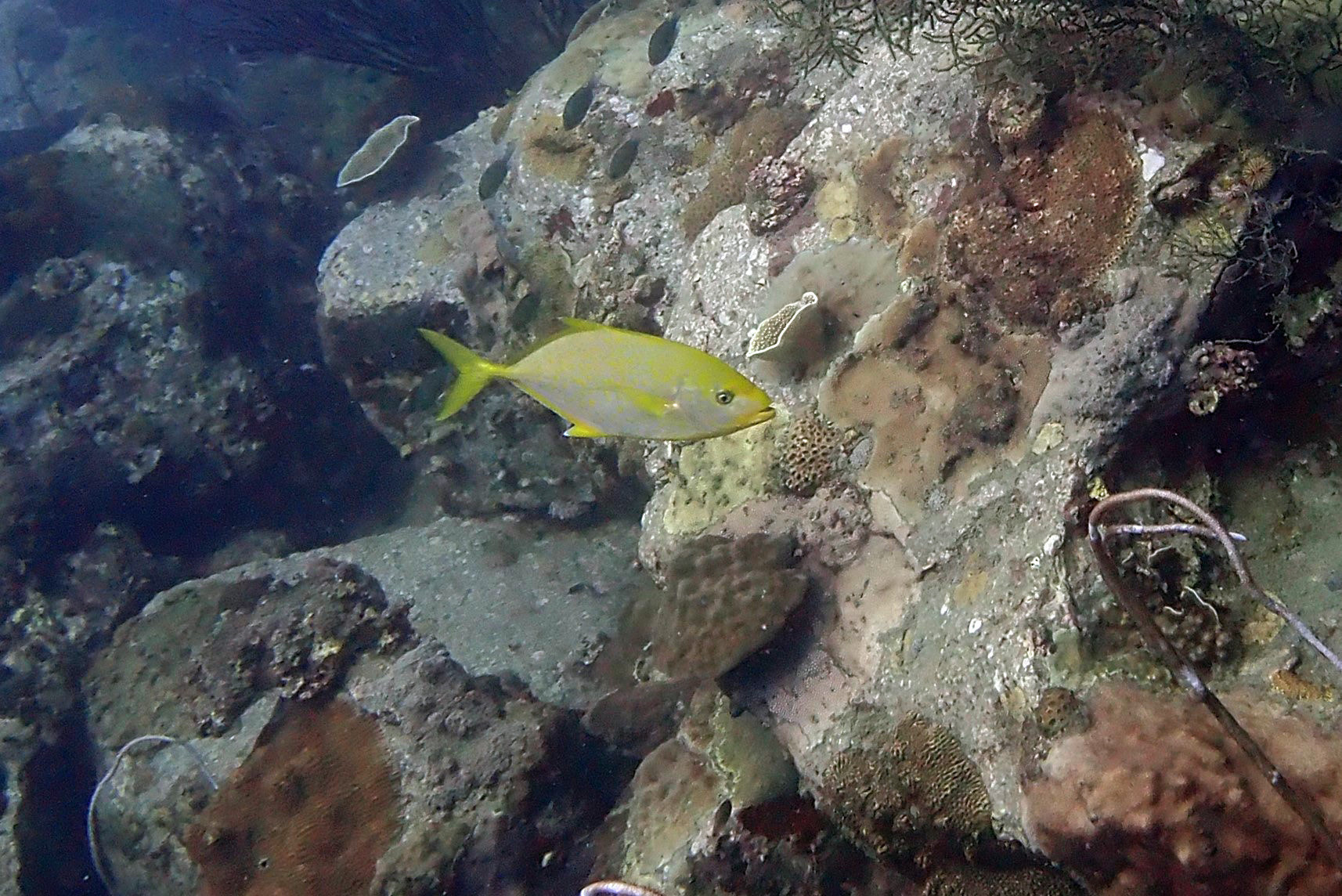 Ko Rang Pinnicle Dive Site, Thailand