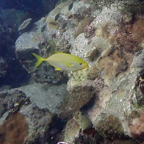 Ko Rang Pinnicle Dive Site, Таиланд